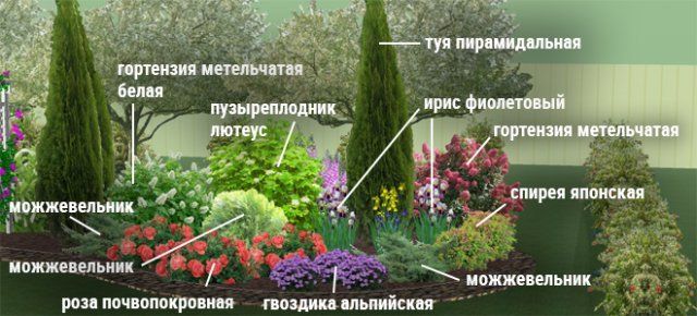 Клумбы непрерывного цветения – схемы с описанием цветов