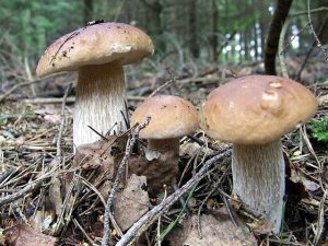 Как узнать, можно ли употреблять грибы в пищу, как их проверить на съедобность