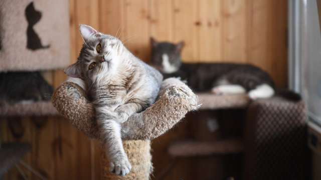 Могут ли кошки предупреждать хозяев о смерти и опасности, как не пропустить сигналы бедствия