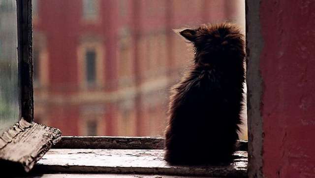 Могут ли кошки предупреждать хозяев о смерти и опасности, как не пропустить сигналы бедствия