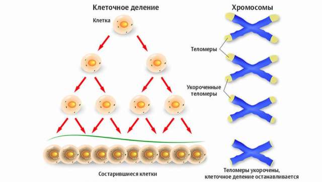 Почему люди стареют: теории и научное объяснение увядания организма
