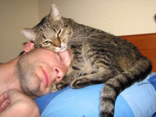 Почему нельзя спать с кошкой в одной постели, даже если она чистоплотная и является членом семьи