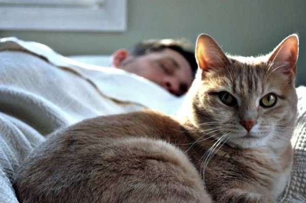 Почему нельзя спать с кошкой в одной постели, даже если она чистоплотная и является членом семьи