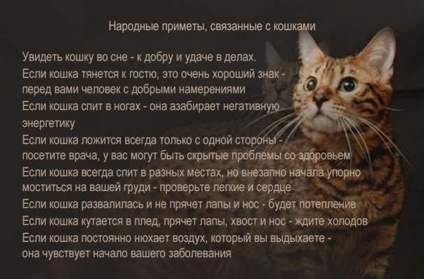Польза и опасность сна с кошкой в одной постели: мнения врачей и народные приметы