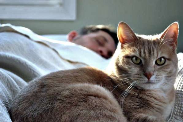 Польза и опасность сна с кошкой в одной постели: мнения врачей и народные приметы