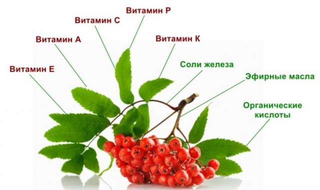 Витамины на зиму: чем полезна калина и как с ее помощью поддерживать здоровье