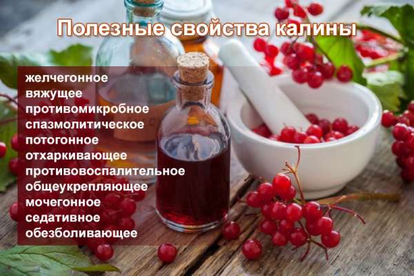Витамины на зиму: чем полезна калина и как с ее помощью поддерживать здоровье