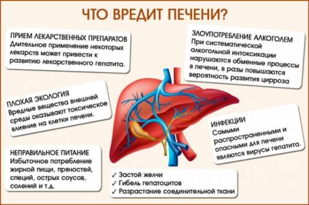 Восстановление печени: какие продукты должны быть в рационе